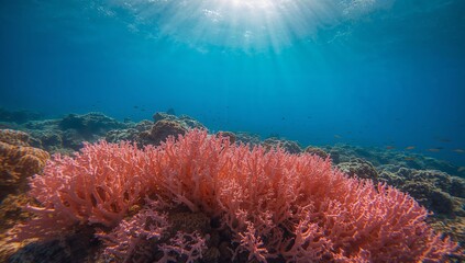 Underwater Garden. Coral Formations and Aquatic Illumination, Marine Vista.