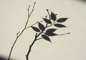 Fototapeta premium Subtle dance of light and shadow: Delicate branches casting playful shadows on a pristine neutral wall