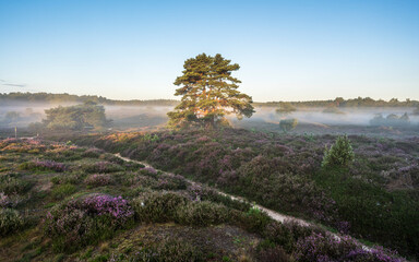 Naklejka premium Heathland landscape in the province of Drenthe, The Netherlands.