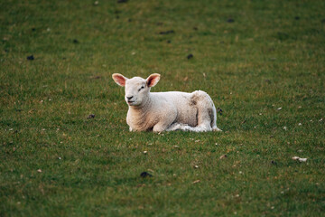 Obraz premium Lambs on a meadow