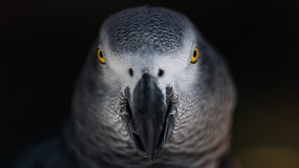 Grey african parrot on the dark background portrait © Юрий Крылов