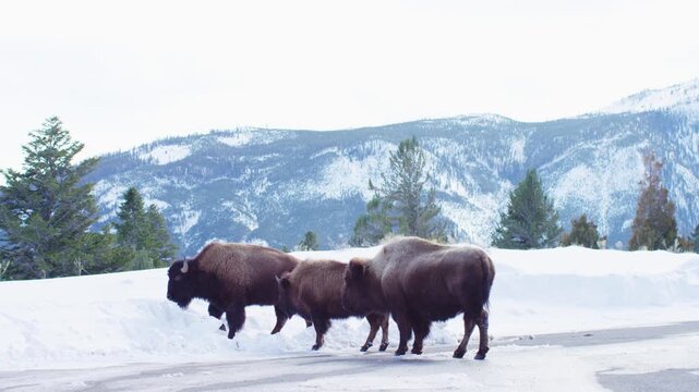 Three bisons crossing a road in winter at Yellowstone National park