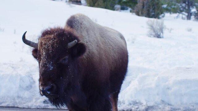 A bison in winter at Yellowstone National park