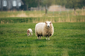 Naklejka premium Sheep on a Meadow