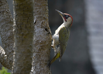 Pic vert pos&eacute; sur un tronc d'arbre