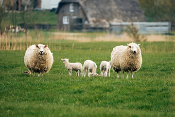 Naklejka premium Sheep on a Meadow