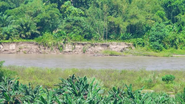 Appetitive behavior. Hose langour (Pygathrix hose) deftly climbs a long palm leaf. Borneo Island, tropical rain forest. January