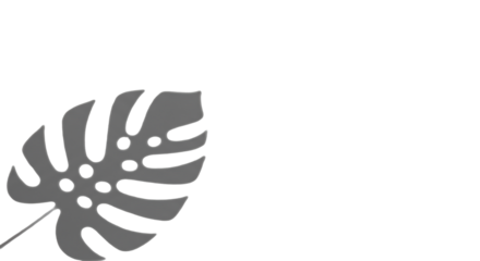 A distinct, soft-edged shadow of a large tropical monstera leaf elegantly cast on a transparent studio surface, top-down flat lay, abundant negative space, natural minimalism concept.