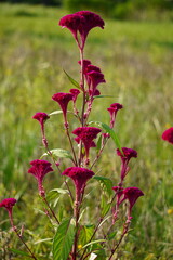 Naklejka premium Close-up of a Cockscomb on the flower field