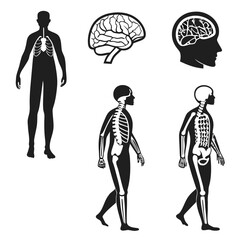 Human anatomy silhouettes internal organs skeleton brain