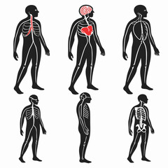 Human anatomy internal systems and skeletal structures