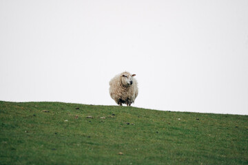Sheep on a Meadow