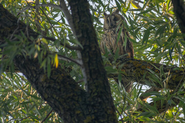 owl in tree