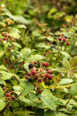 Blackberry berry in the wild. Close-up. Poland