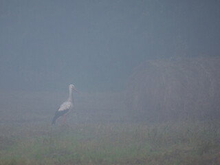 stork in the field