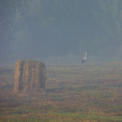 stork in the hay field
