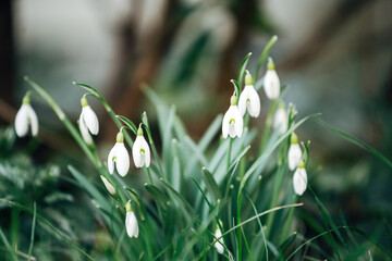 Colorful Spring Flowers in the Garden