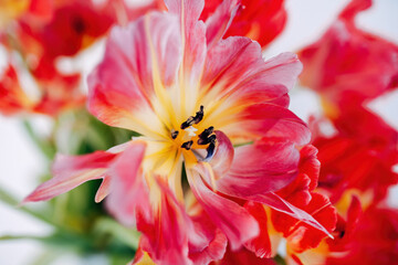 Colorful Spring Flowers in the Garden