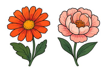 Set of two beautiful vector flowers. Orange daisy or calendula and pink peony flower with leaves. Botanical floral design elements isolated. Cute cartoon style illustration.