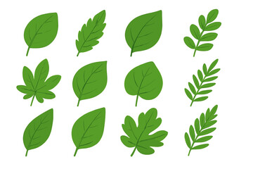 Green leaves vector illustration set. Collection of various plant leaf shapes and sizes in a flat cartoon style. Botanical nature element for eco design. Foliage assortment.