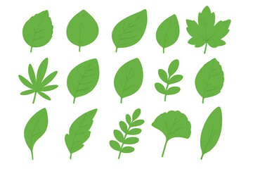 Set of green leaves vector illustration. Collection of various leaf shapes, sizes. Botanical design elements. Natural organic foliage for eco, spring, summer concepts. Cartoon style.