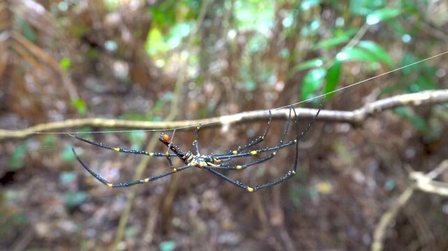 Brown Huntsman Spider (Heteropoda sp.) - large Spider with long legs. Borneo Island, tropical rain forest. January
