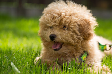 Cute decorative dog on a leash resting in the summer