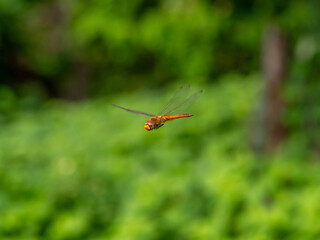 dragonfly on a green leaf