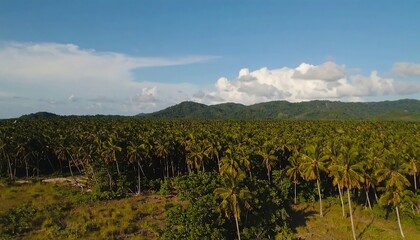 Aerial view of a lush tropical palm tree forest with mountain backdrop and blue sky