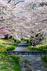 観音寺川の桜並木。猪苗代、福島、日本。4月下旬。