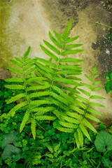 Lush Green Ferns and Clover, Lush Green Ferns Growing in a Natural Outdoor Environment.