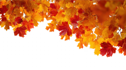 Vibrant autumn leaves in red and yellow colors on a transparent background
