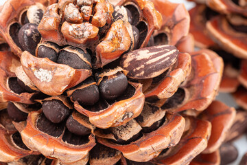 Stone pine cone with nuts under each cone scale close-up. Food background.