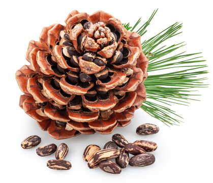 Stone pine cone with pine leaves and unshelled nuts near them isolated on white background. File contains clipping path.