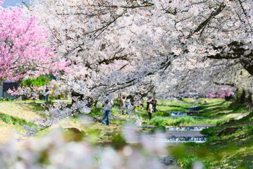 観音寺川の桜並木。猪苗代、福島、日本。4月下旬。