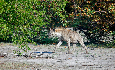 Spotted hyenas in the African bush