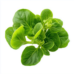 Fototapeta premium melientha suavis leaves on white background