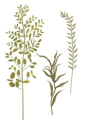 3 Set of herbs and leaves on white background. Hand drawn botanical illustration.