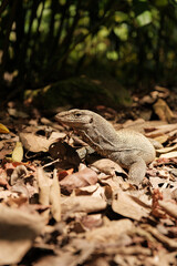 Wild Monitor Lizard on Forest Floor