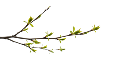 delicate branch with unopened buds and pale green shoots gently reaching across an expansive transparent studio background with soft side light, sharp focus, high-key aesthetic, Concept of growth and