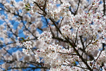 観音寺川の桜並木。猪苗代、福島、日本。4月下旬。