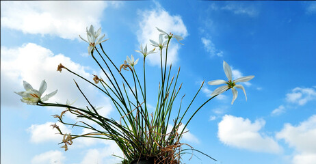 Obraz premium With white, cup-shaped flowers, the Zephyranthes candida, or autumn zephyrlily, is a delicate, rain-triggered bulb that blooms from late summer to fall