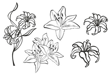 Set of lilies isolated on white background. Hand drawn vector illustration, sketch. Elements for design. Great for greeting cards, backgrounds, holiday decor. Set of flower and leaves silhouettes. 