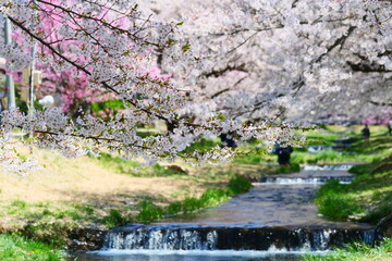 観音寺川の桜並木。猪苗代、福島、日本。4月下旬。