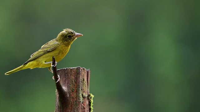 Female summer tanager perched on cedar post shortly after summer shower, slow motion
