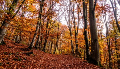 Obraz premium Autumnal forest landscape featuring a path covered in fallen leaves and trees