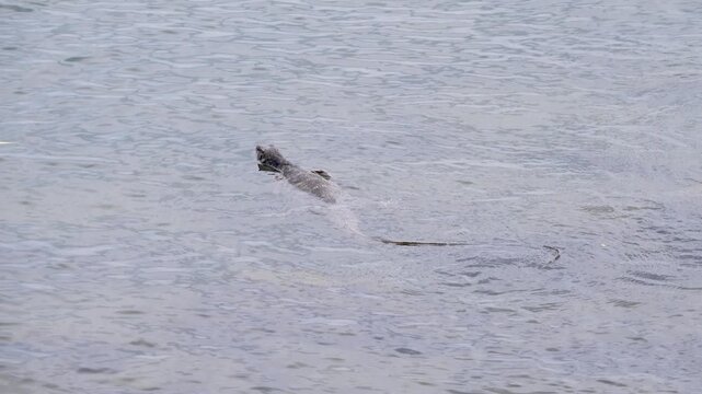 The largest striped monitor lizards originate from Malaysia, subspecies Varanus salvator macromaculatus. Borneo