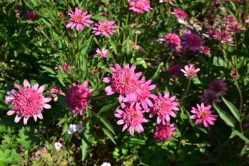 Centaurea cyanus rose vif en été au jardin