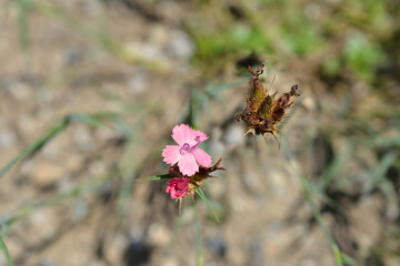 Gulia's Dianthus flowers - Latin name - Dianthus guliae