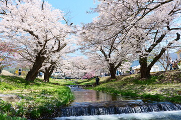 観音寺川の桜並木。猪苗代、福島、日本。4月下旬。